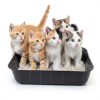 Disposable Litter Boxes Bokon 12-Pack Plastic Tray for Cats & Pets-3
